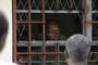 (Dieu Nalio Chery/ Associated Press ) - A member of Haiti’s dissolved army stands behind bars as he waits for his hearing at a court’s cell in Port-au-Prince, Haiti, Monday, May 21, 2012. A pro-army march on Friday began peacefully but turned violent in the afternoon when people began throwing rocks at United Nations peacekeepers and shots were later fired outside an old military base. Police arrested demonstrators on a range of charges that included possession of illegal weapons, not having paperwork for driving motorcycles and assault on police officers.