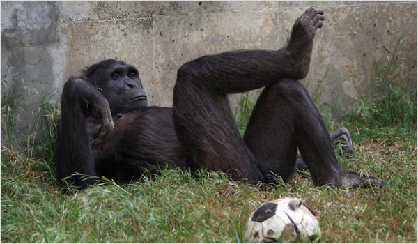 a chimp